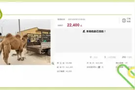 执行一线：司法拍卖骆驼、鳄鱼！还有野猪一万斤起拍图片