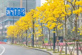 美疯了！黄花风铃邕城怒放 满城尽带"黄金甲"图片