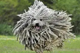 有外号的狗大全，建议收藏图片