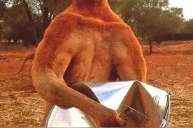 澳洲国宝拳击手袋鼠，无敌是一种寂寞，谁是它的对手？图片