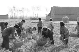 50年代小学生的放假生活，最后一张你有印象吗？图片