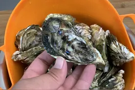 买生蚝时，挑大个还是挑小个？老渔民告诉您窍门，一挑一个准图片