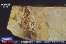 恐龙如何飞上枝头？来北京自然博物馆寻找答案图片