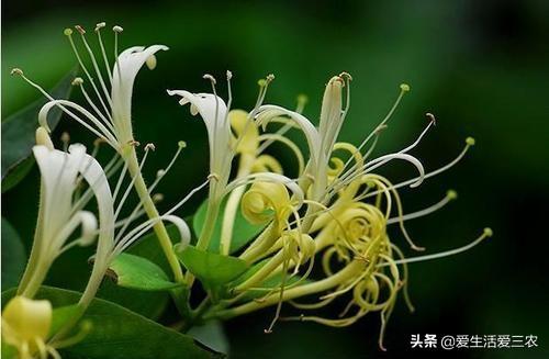 适合平原种植的药材（看看有你感兴趣的吗）