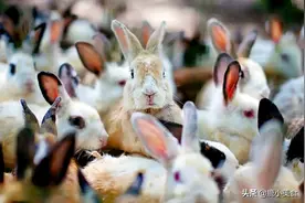 繁殖强低脂高营养的兔肉，为何不是主肉食？4个原因，难怪不普及图片