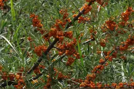 神奇沙棘开创健康养生新纪元图片