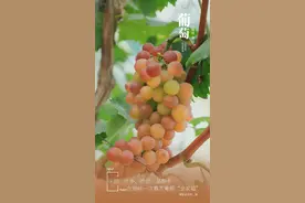 夏日琅岐，瓜果飘香图片