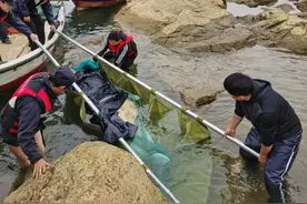 西江迷失9天后，这条白海豚最终还是死亡了，为何始终无法得救？图片