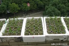 垃圾分类有难题，一次性塑料杯别乱扔了！拿来育苗正好！图片