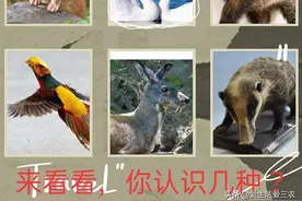 这些野生动物你认识吗？农村人也不一定都认识，来看看（带图）图片