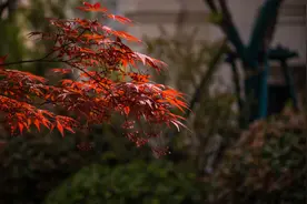 合肥龙湖智慧服务|坚守品质，致敬美好图片