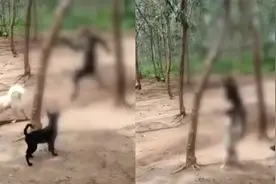 残忍！村民虐待猴子致死画面曝光：吊在树上殴打 还放狗咬视频封面