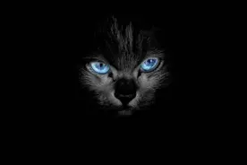 养猫，劝你不要养“黑猫”，过来人告诉你原因图片