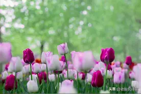 韩愈流传最广的七绝唐诗，所有的精华都在开头的14个字当中图片