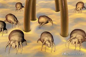 “百万螨虫陪你睡？”关于螨虫，你应该知道的事图片