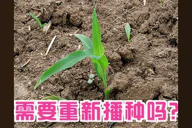 前一天玉米刚播种，第二天就下雨了，是好是坏？需要重播吗？图片