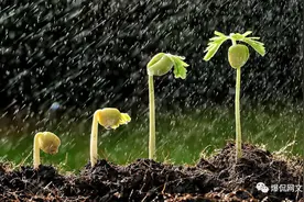 网文大佬背后的那些人：把时间用在工作上 做着圈内事的圈外人图片