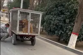 怀孕金毛被送往狗肉店，网友果断买下它，几天后生下8只纯种宝宝图片