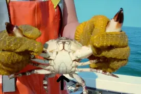 佛罗里达“剁手蟹”，好吃却只准吃蟹钳，光是4个蟹钳就价值900元图片