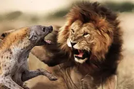 贯穿雄性斑鬣狗的一生，只有一个字，那就是：惨图片