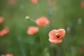 人的一生，平安就是福图片