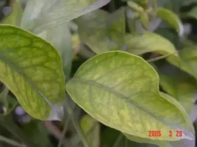 妞嶇墿缂虹礌鍘熷洜鍙婄己绱犵棁鐘跺鐓ц〃