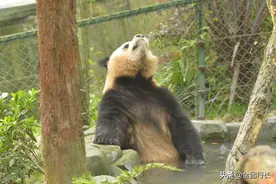 肥猪出浴图图片