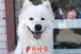 狗狗也上幼儿园？宠物行为纠正服务走俏，济南一店主因爱成为纠正师图片