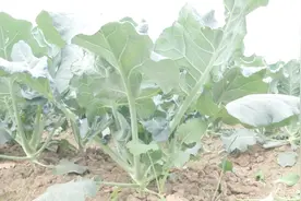 阴雨天不断！西兰花近10种病害来势凶猛，稀烂花打响病害保卫战！视频封面