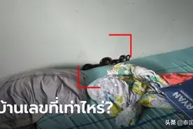 泰国蛇爬上床藏身枕头？一家五口睡了一夜才发现图片