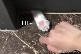 猫咪使出“肉球诱惑”，成功勾引邻居小姐姐...图片