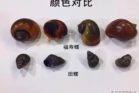 入侵我国的三种＂怪物＂已泛滥，连吃货都束手无策，真一无是处？图片