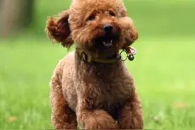 这5种容易让泰迪犬腿瘸的原因，都是可以避免的图片