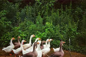 7日龄小鹅走路瘸腿 鹅缩脖子拉稀便 鹅不爱吃食什么原因图片