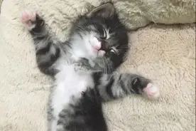 一组治愈的猫咪睡觉图片：猫咪果然是冬日里的小温暖呀图片