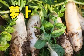 立秋过后，8种蔬菜可以种植，最后一种很少见，菜农们别错过图片