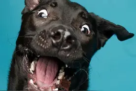 毛短呈波浪状的黑色的宠物狗名字天生猎犬-可爱点图片