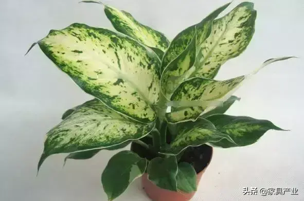 家里有个吸烟的人？这8种花可以帮你吸走烟气