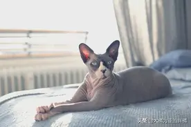 “长寿”几率更大的9种猫咪，都是一些外国猫，有你家喵主子吗？图片
