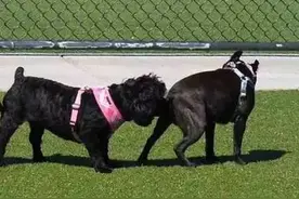 两狗相遇，为什么小型犬叫得比较凶？图片