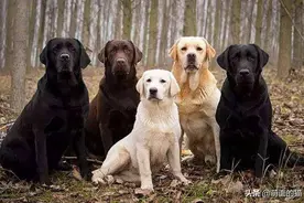 那种颜色的拉布拉多最贵？不同颜色有不同特点，您最想要养哪种图片