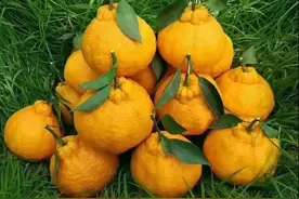 四川丑橘，样子其貌不扬，吃起来却真的让人欲罢不能图片