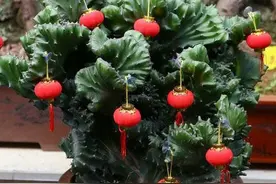 一种“丑花”真奇特，镇宅霸气，好养活，威风凛凛的“懒人花”图片