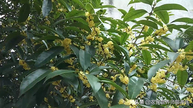桂花树结果真是少见，桂花果泡酒有妙用，值得一看