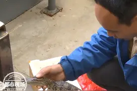 孩子网购“小鱼”，竟收到鳄鱼！专家：能长到3米多图片
