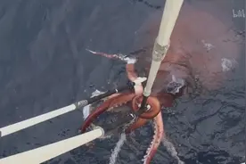 逼死深海恐惧症的纪录片，南极深处究竟有什么巨型怪物图片