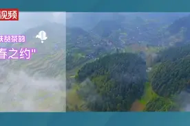扶贫茶的"春之约"，安吉"白叶一号"陆续开采图片