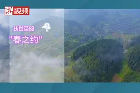扶贫茶的"春之约"，安吉"白叶一号"陆续开采图片