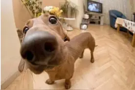 狗狗缺钙的小秘密（下）图片