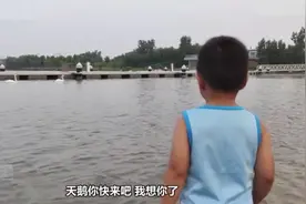 3岁萌娃向许久未见的天鹅大声“示爱”，网友：小朋友也太有爱了图片